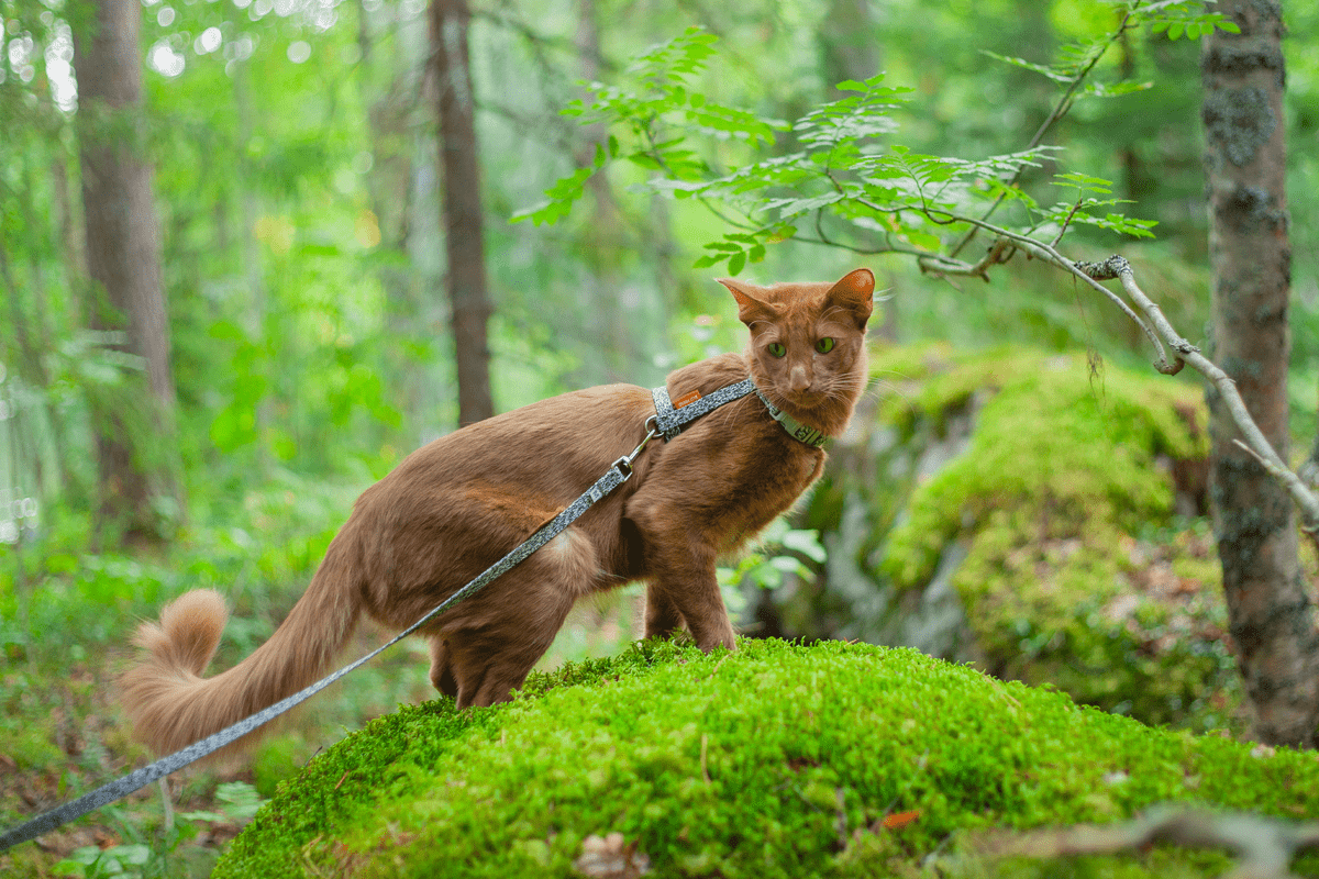 Daily_walker_cat_rekry.jpg