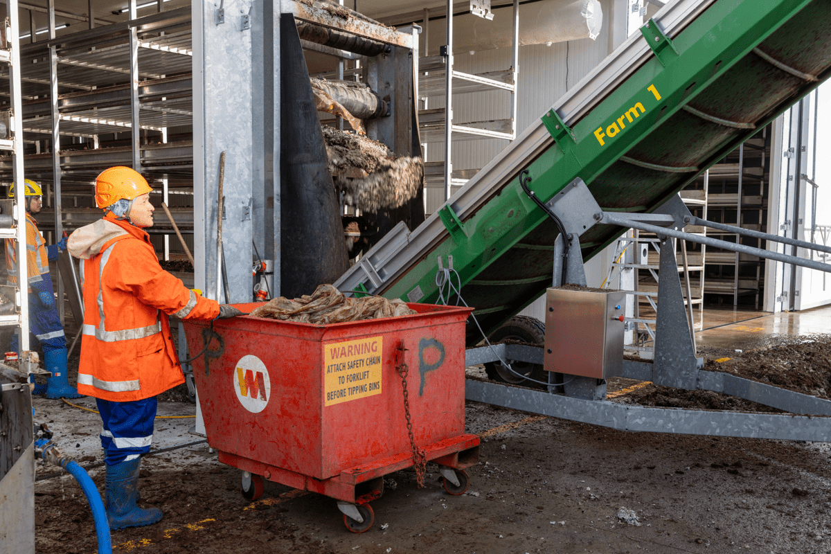 Production Meadow Mushrooms