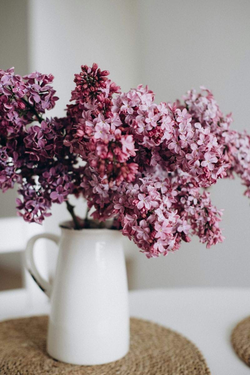 A bouquet of purple lilacs in a white pitcher.