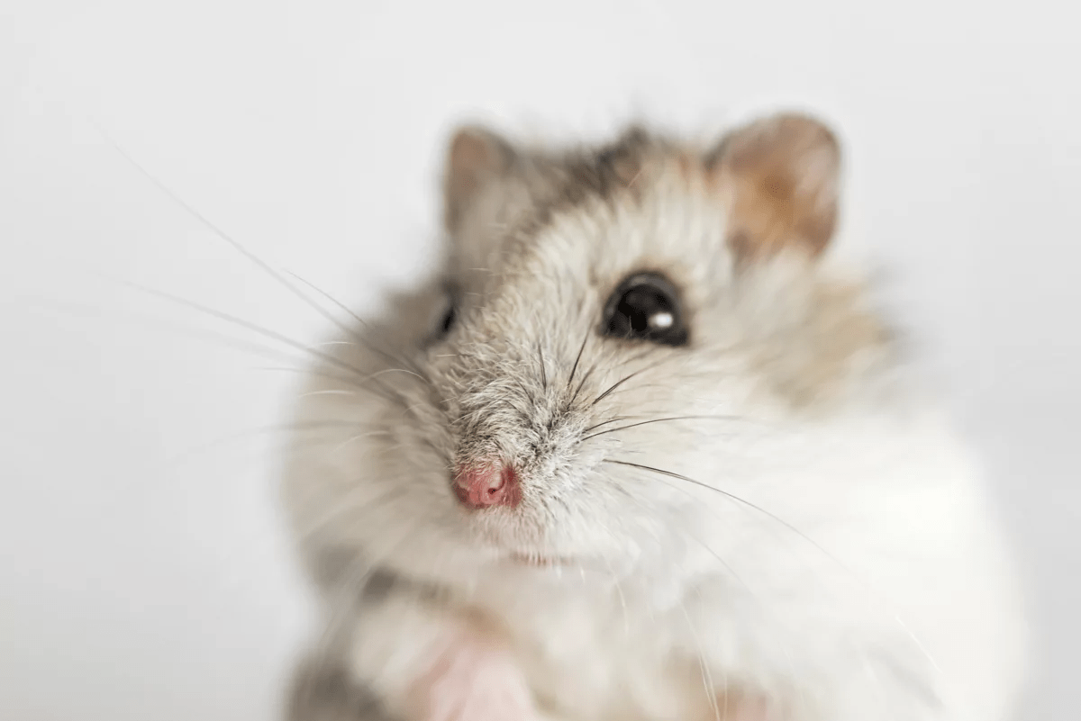 Hamsteri