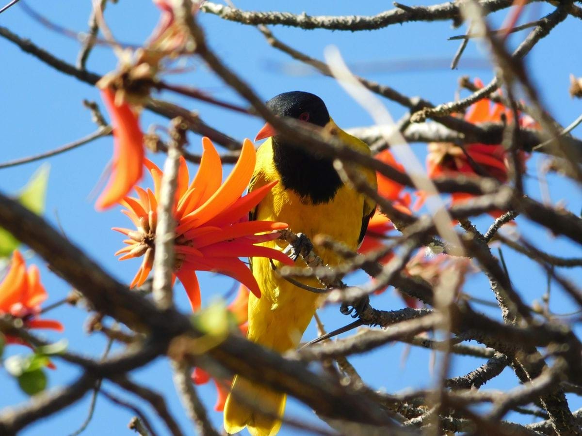 a bird sitting on a tree branch