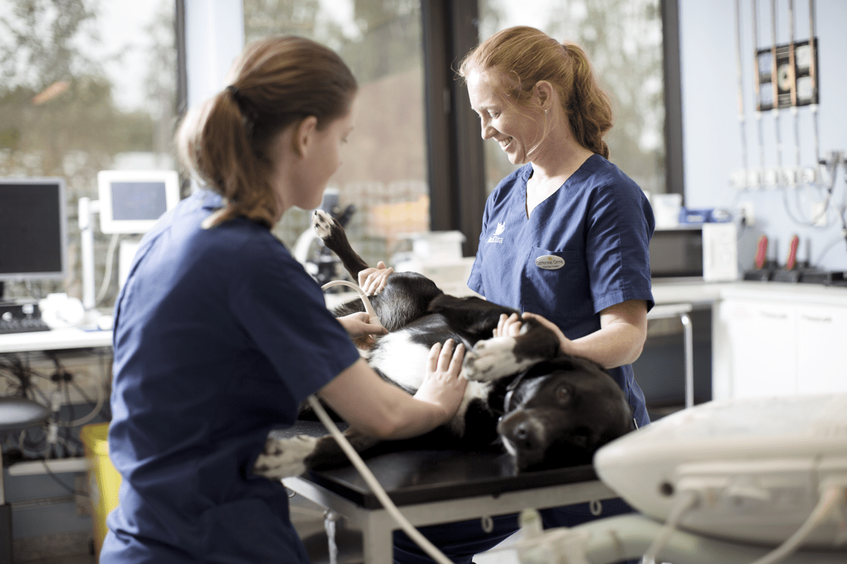 AniCura_Surgery_and_treatment_202.jpg