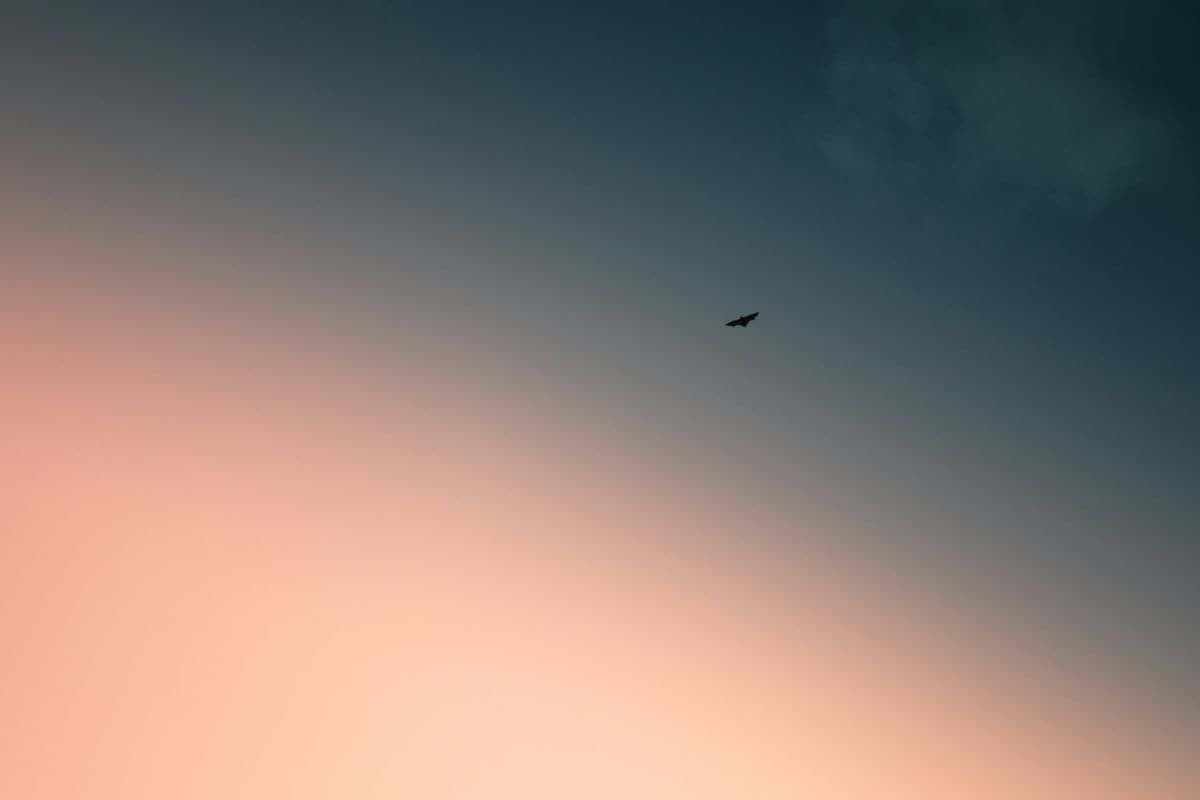 a bird flying high up in the sky