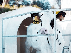 Banner Vaca