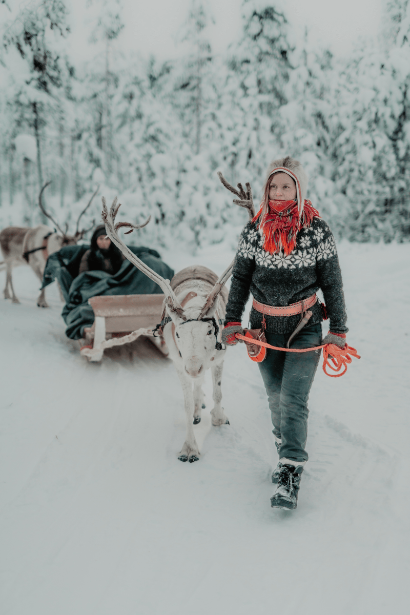 Reindeer activities with the Arctic TreeHouse Hotel.