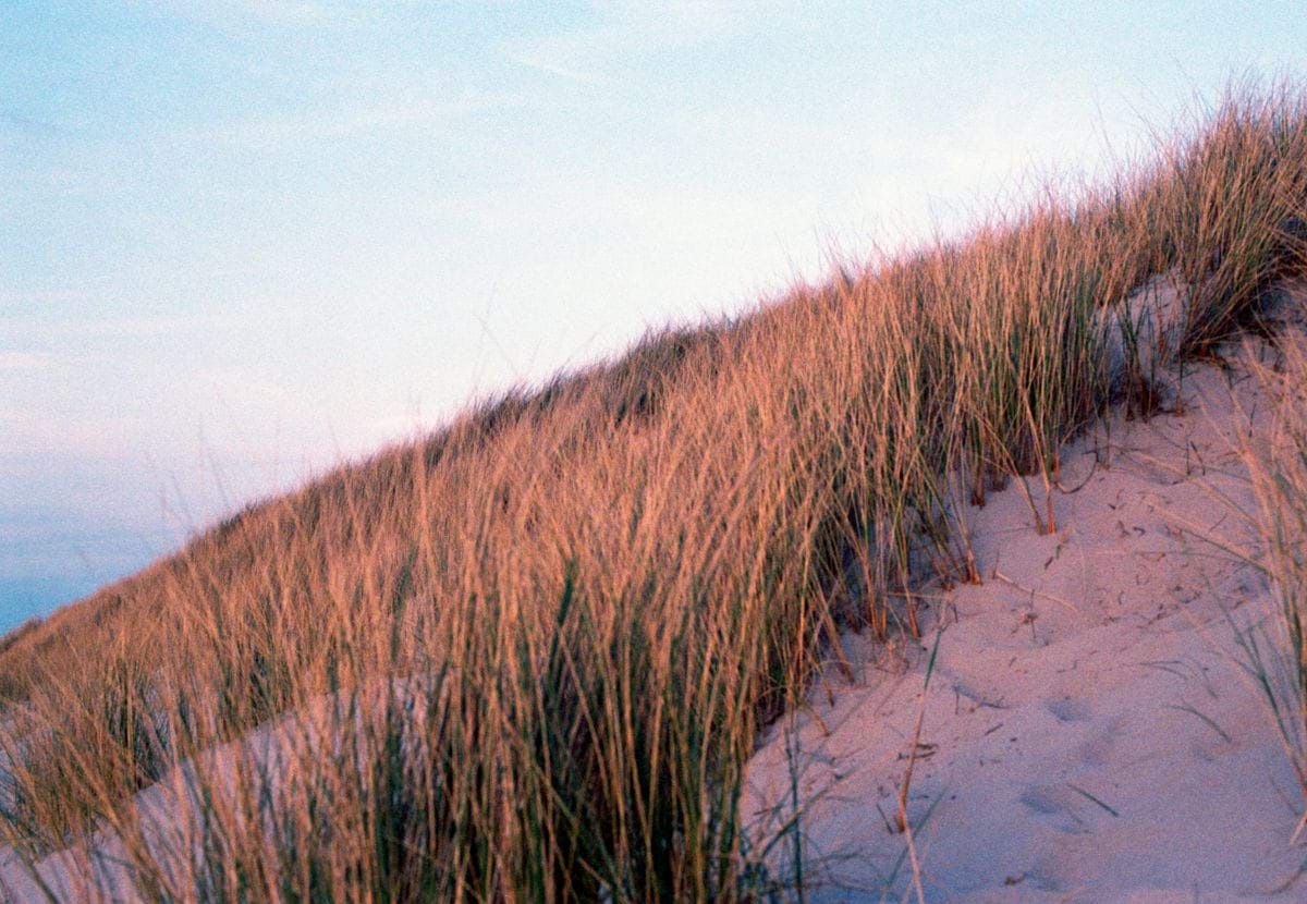 Grasses grow on a sandy dune.