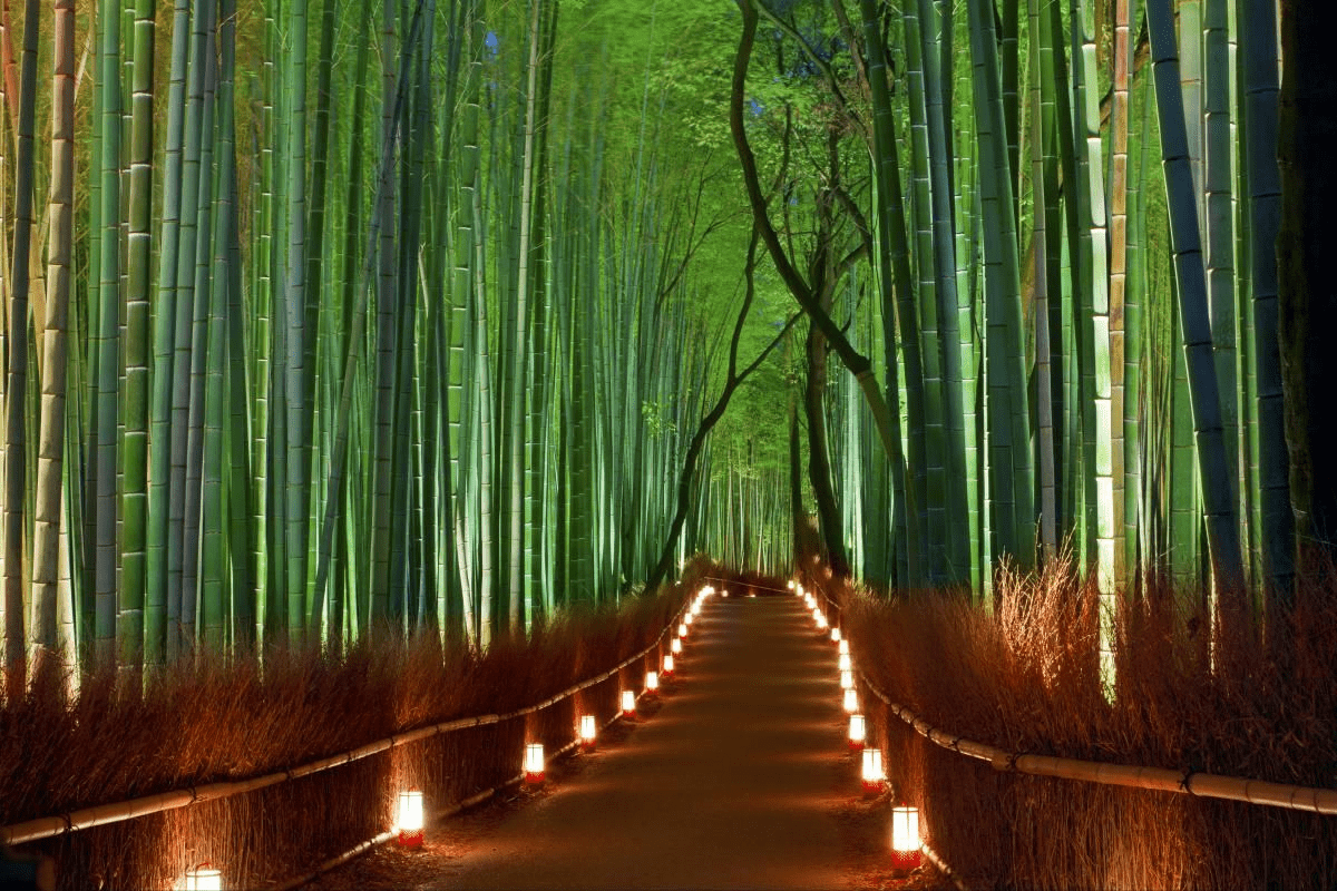 bamboo japan.jpg