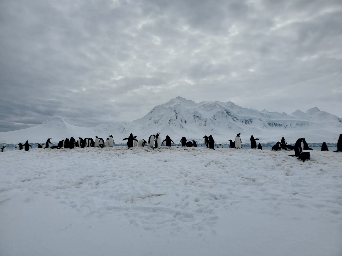 Penguins and Mt William_ClareBallantyne.jpg