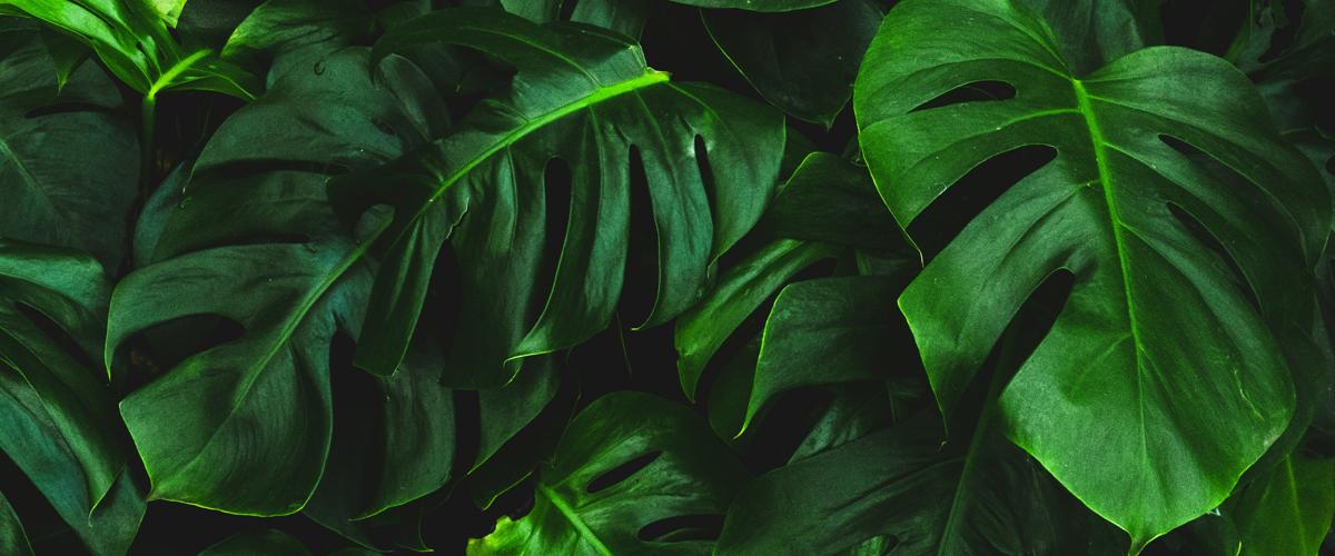 RESPONSABLE JARDINERIE - Rayon Végétal (H/F/X)
