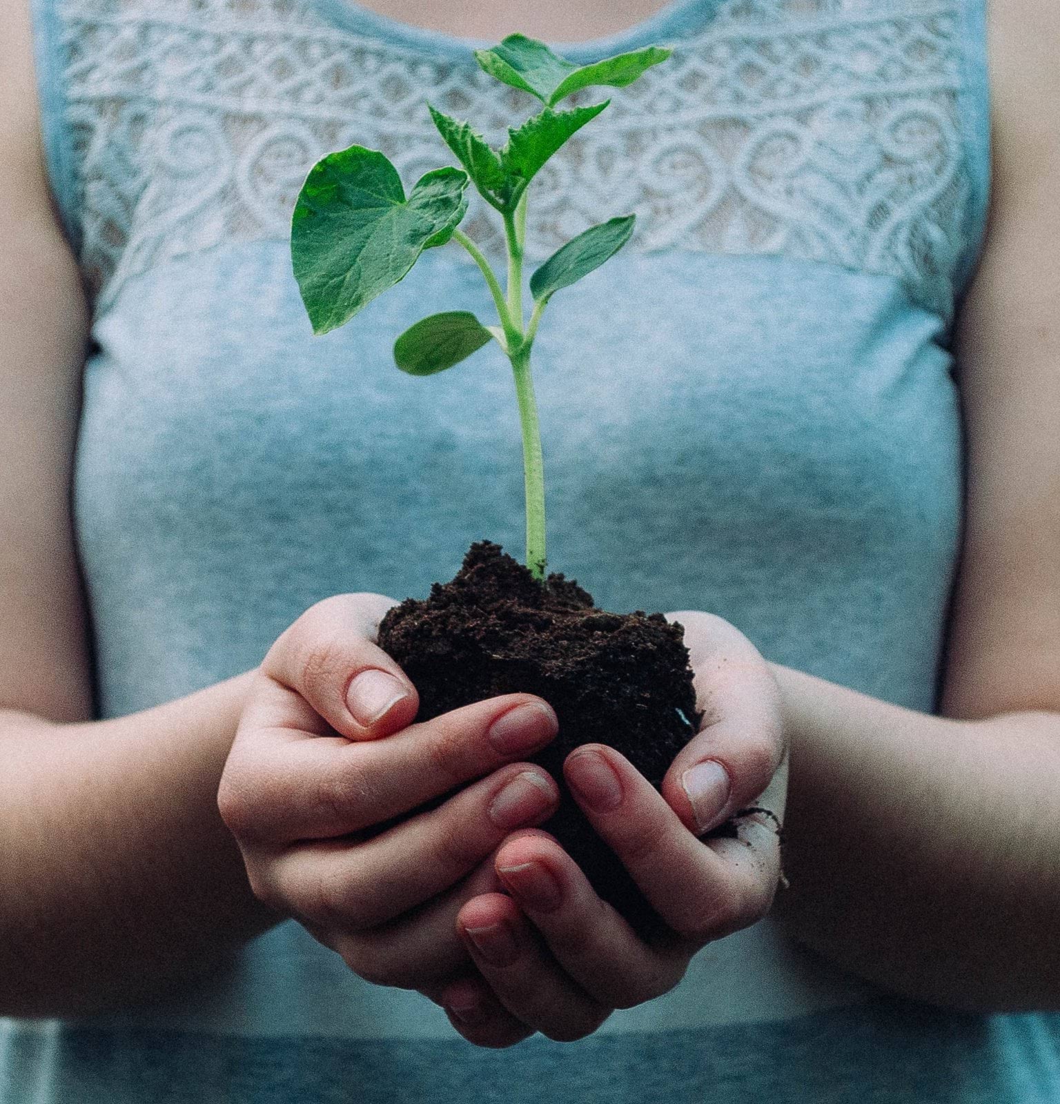woman holding green leafed seedling