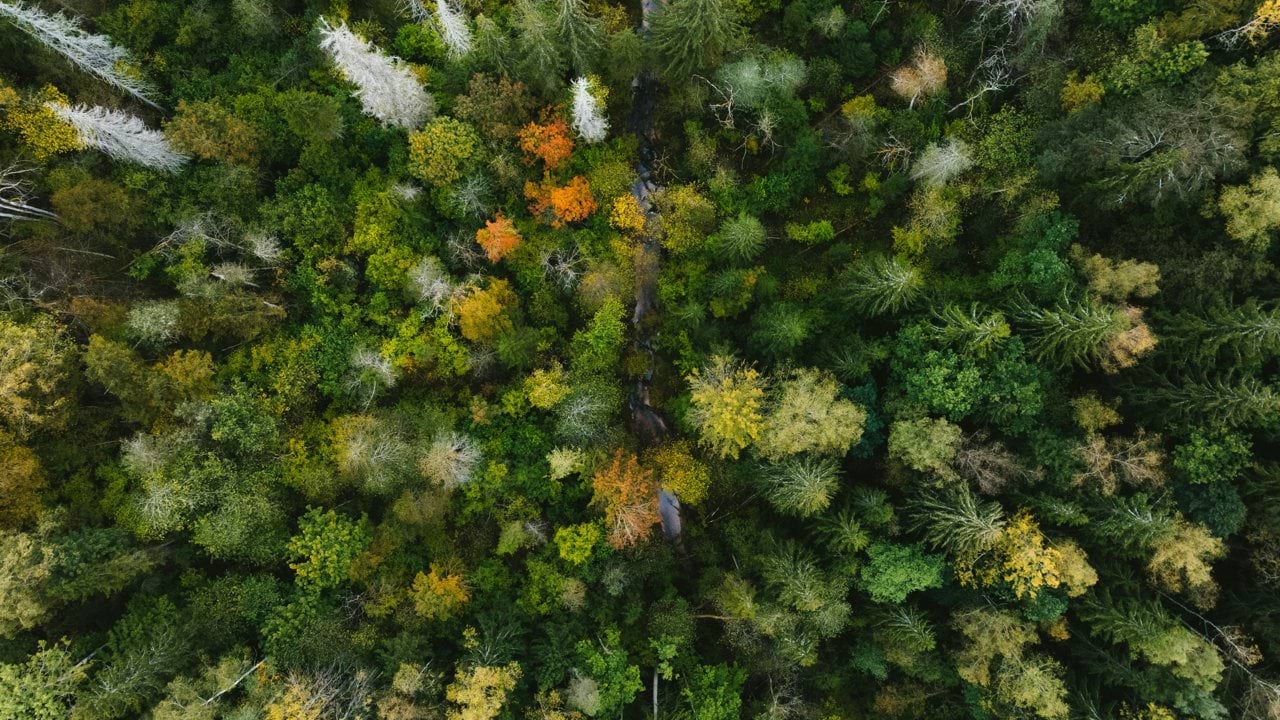 Aerial view of a dense forest with autumn foliage.