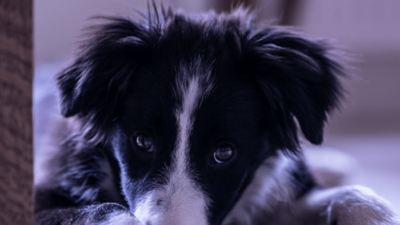woman in white shirt using smartphone