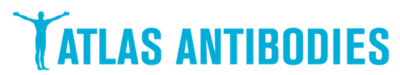 Atlas Antibodies career site