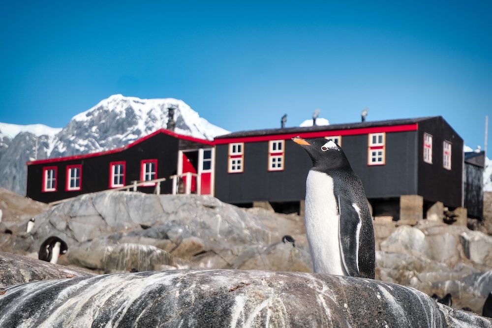 Gentoo penguin in front of Bransfield House, Base A