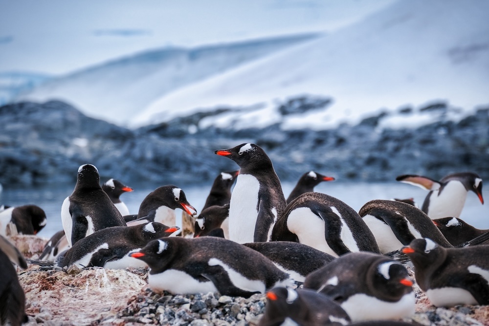 Group of gentoo penguins with ice in background
