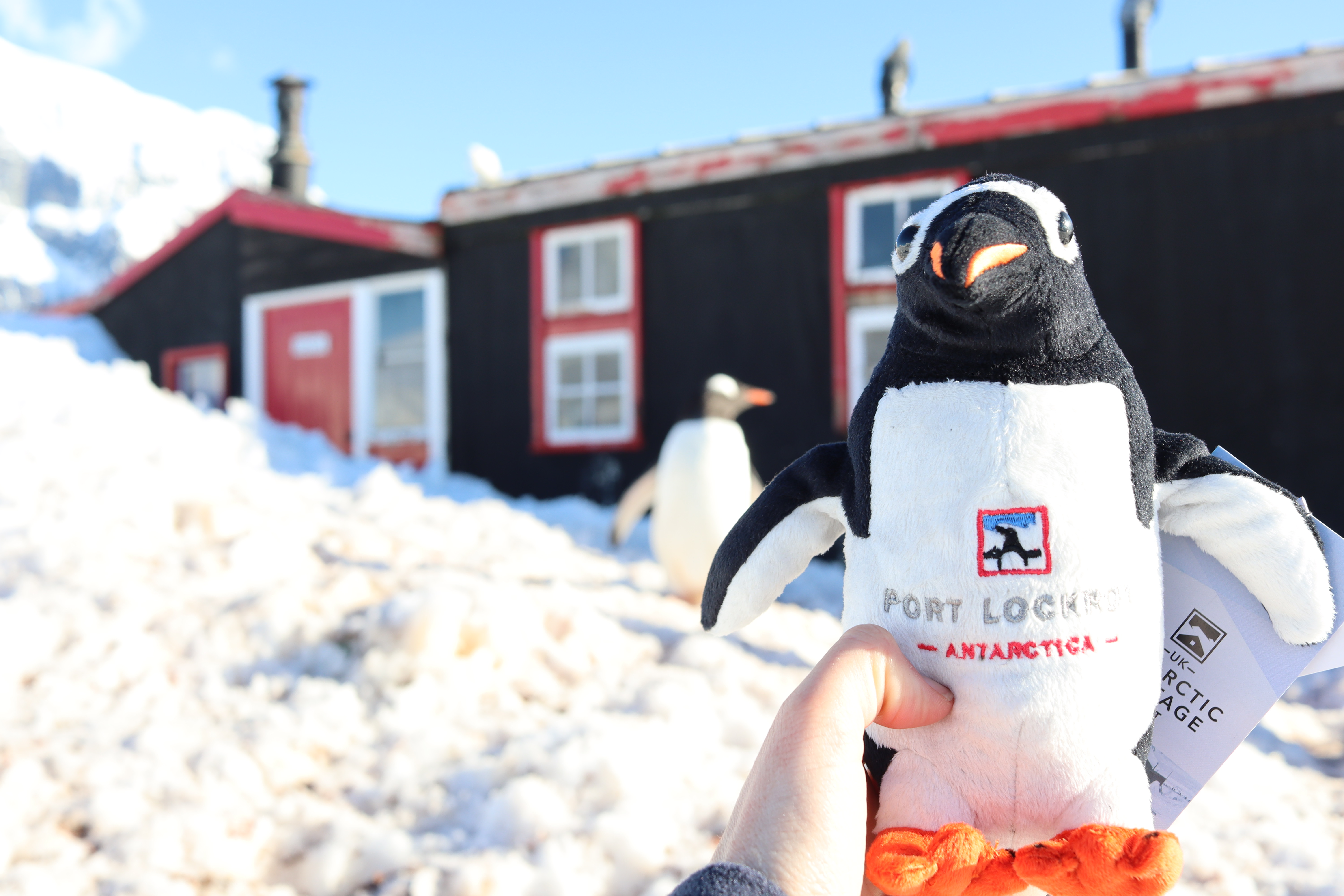 stuffed penguin in front of real penguins