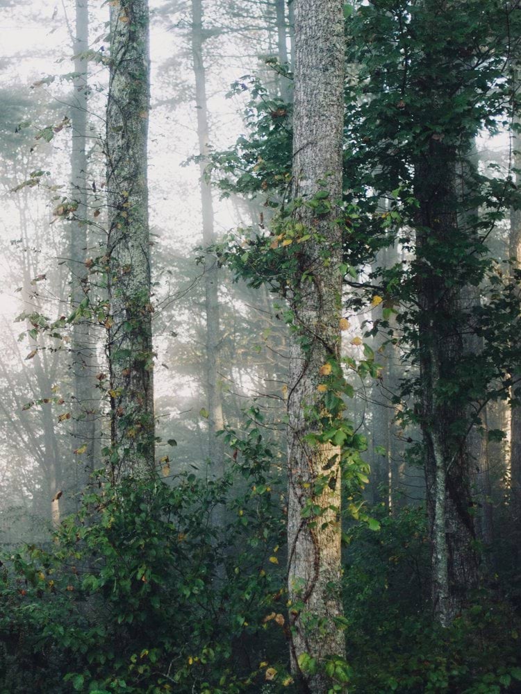 green forest trees