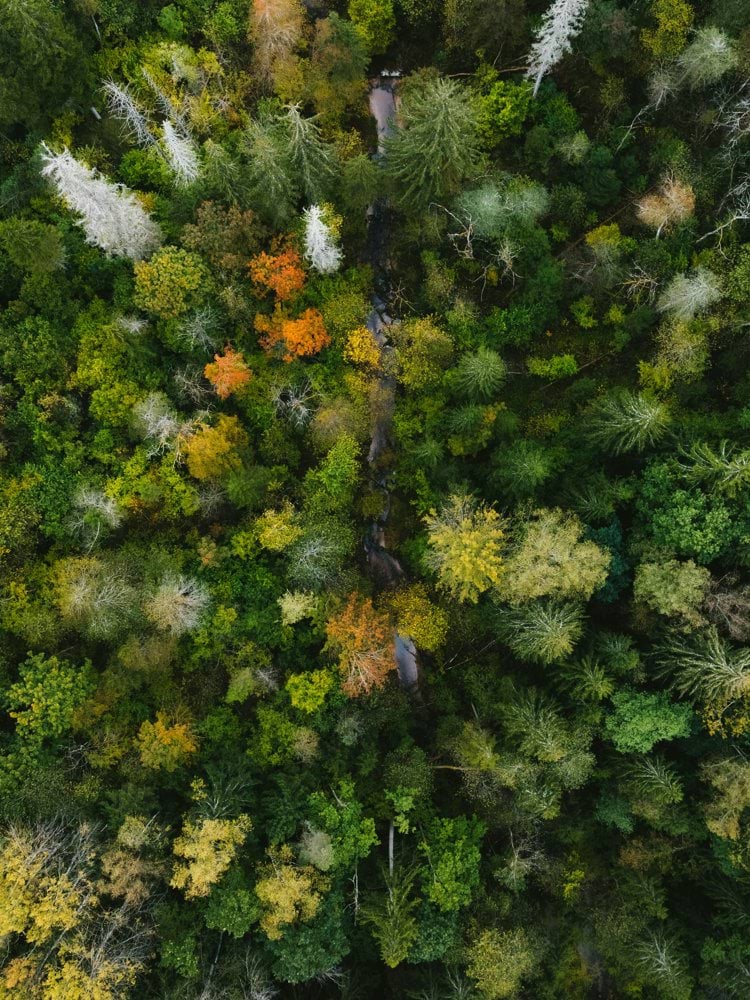 Aerial view of a dense forest with autumn foliage.
