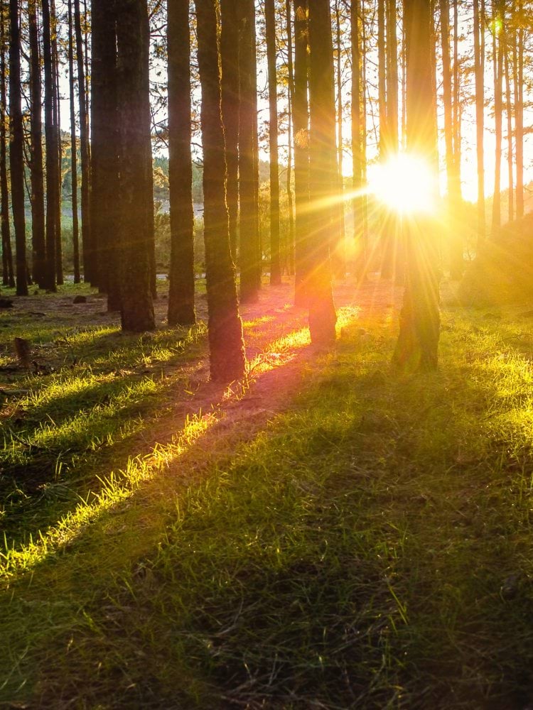 forest tree photography