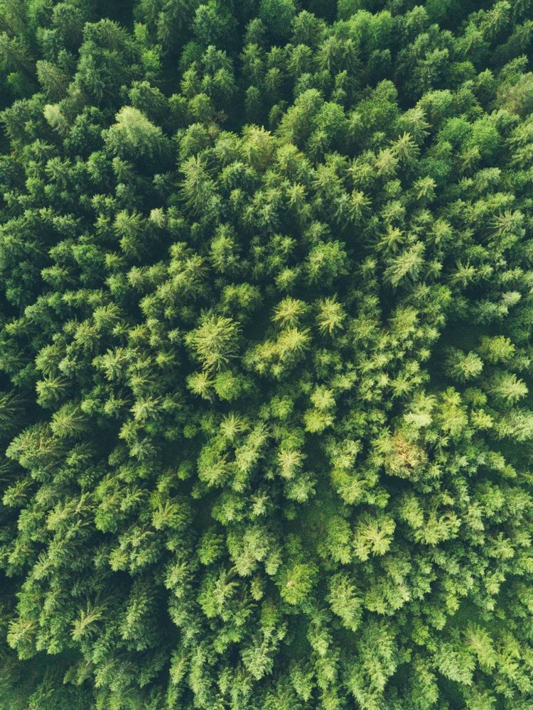 bird eye view photography of a green trees