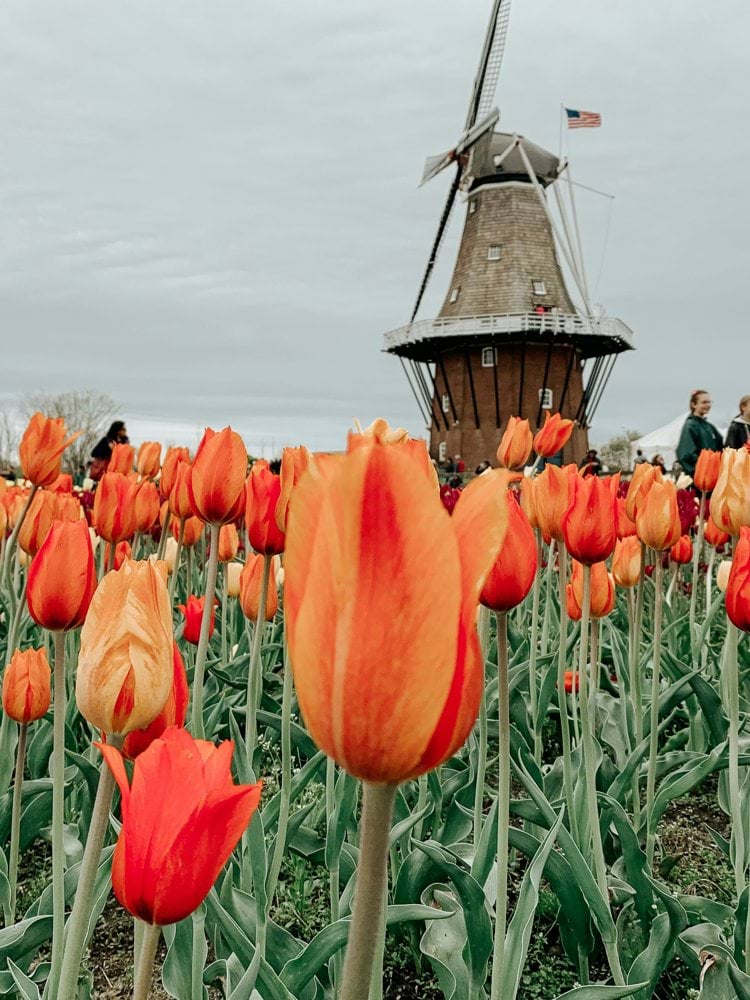 a field of orange tulips with a windmill in the background