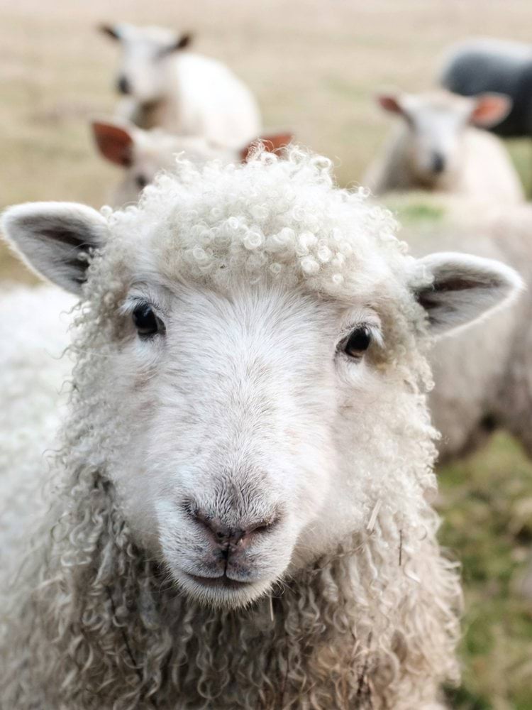 white sheep on green grass during daytime
