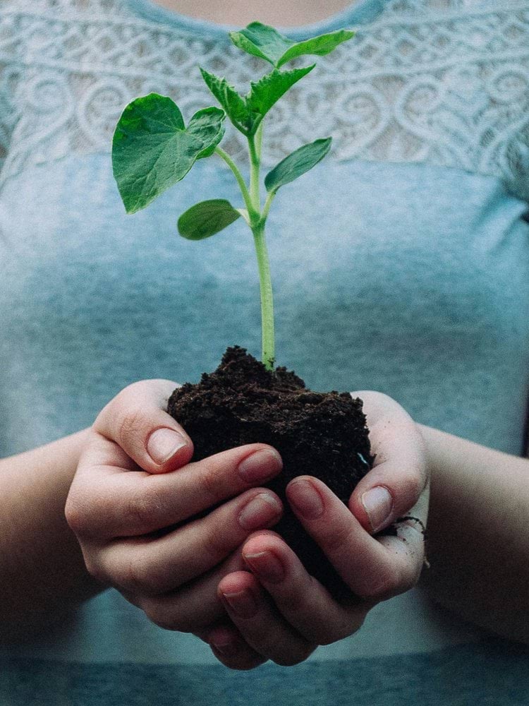 woman holding green leafed seedling
