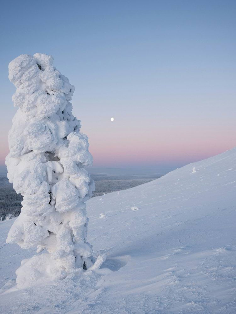 a tall tree covered in snow on top of a snow covered slope