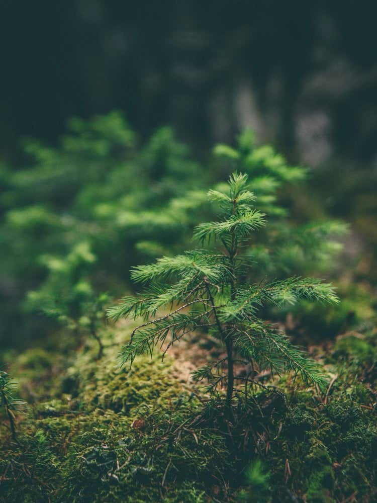 selective photography of green leaf plant