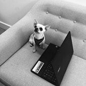 Picture of Harley 