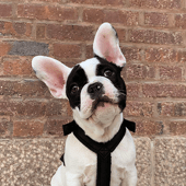 Picture of Bosse