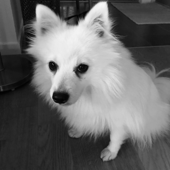 Picture of Cava