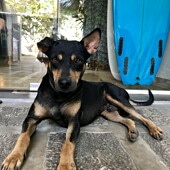 Picture of Cookie