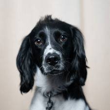 Picture of Charlie Bersztel