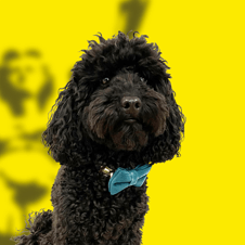 Foto van Mr. Milo