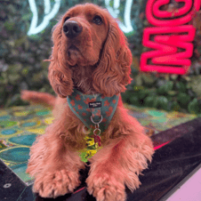 Picture of Maple Haden