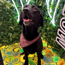 Picture of Oswald de Villiers