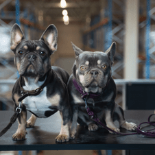 Bild von Jarvis und Rocket