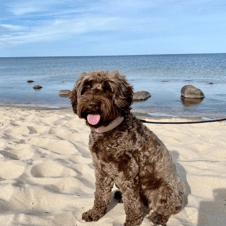 Picture of Nala Nylander