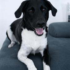Bild von Mylo