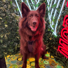 Picture of Luna Fulford