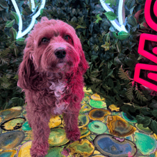 Picture of Tilly Booth