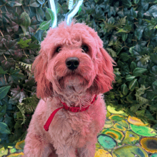 Picture of Teddy Crosbie