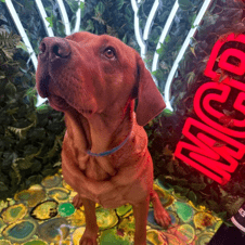 Picture of Hector Saywell