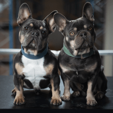 Bild von Jarvis und Rocket