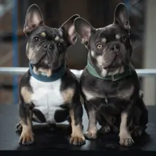 Bild von Jarvis und Rocket
