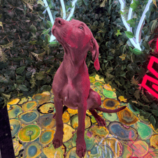 Picture of Luna Brooks