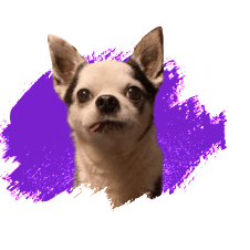 Picture of Chili