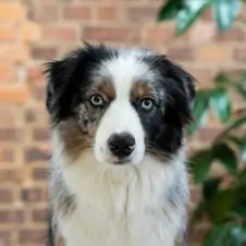 Picture of Skrotis Rijkeboer