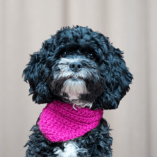 Picture of Juno Bodling